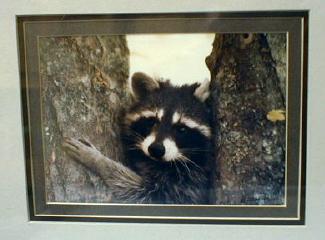 Picture RACOON Photograph - Limited Edition Photograph - Misc