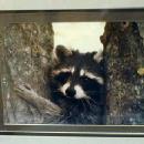Picture RACOON Photograph - Limited Edition Photograph - Misc