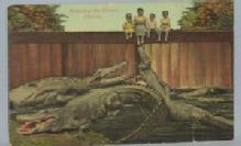 Black Americana POSTCARD - Tempting The Gators - Ethnographic