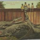 Black Americana POSTCARD - Tempting The Gators - Ethnographic