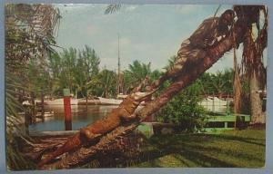 Black Americana POSTCARD - Honey, Come Down - Ethnographic