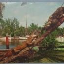 Black Americana POSTCARD - Honey, Come Down - Ethnographic