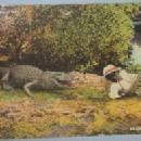 Black Americana POSTCARD - Florida Natives - Ethnographic