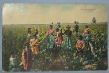 Black Americana POSTCARD - Picking Cotton - Ethnographic