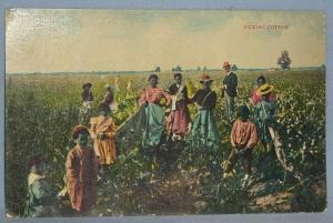 Black Americana POSTCARD - Picking Cotton - Ethnographic