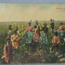 Black Americana POSTCARD - Picking Cotton - Ethnographic