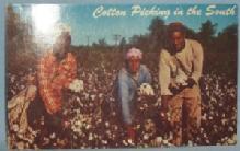 Black Americana POSTCARD - Cotton Picking In The South - Ethnographic