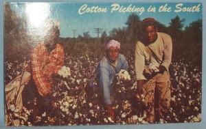 Black Americana POSTCARD - Cotton Picking In The South - Ethnographic