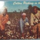 Black Americana POSTCARD - Cotton Picking In The South - Ethnographic