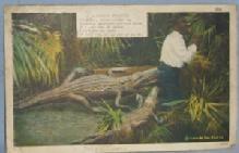 Black Americana POSTCARD - A Darky's Prayer - Ethnographic