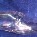 Invalid Feeder Lady's Shoe - Glass