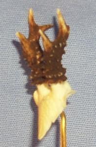 Hand Carved Antlers and
