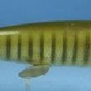 Bear Creek Fish Decoy - Vintage Fish Spearing Decoy - sporting