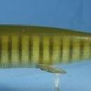 Bear Creek Fish Decoy - Vintage Fish Spearing Decoy - sporting
