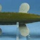 Bear Creek Fish Decoy - Vintage Fish Spearing Decoy - sporting