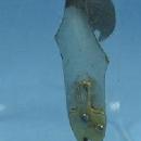 old Pflueger PIPPIN WOBBLER Medim Fish Lure Spoon - Vintage sporting