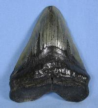 Megalodon SHARK TOOTH Natural - Huge 5.25 inch Monster Fossil - Sporting