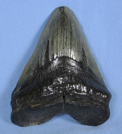 Megalodon SHARK TOOTH Natural - Huge 5.25 inch Monster Fossil - Sporting