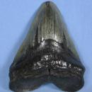 Megalodon SHARK TOOTH Natural - Huge 5.25 inch Monster Fossil - Sporting