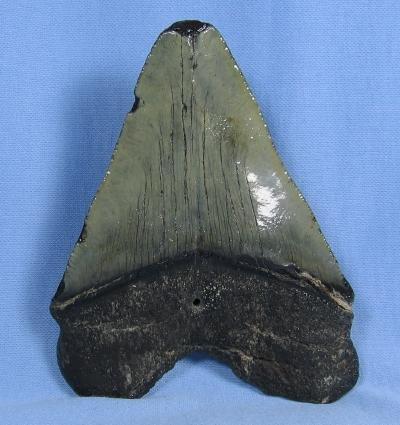 Megalodon SHARK TOOTH Natural - Huge 5.25 inch Monster Fossil - Sporting
