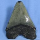 Megalodon SHARK TOOTH Natural - Huge 5.25 inch Monster Fossil - Sporting