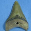 SHARK TOOTH ~ Carcharocles Megalodon - Large Size Fossil - Sporting