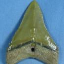SHARK TOOTH ~ Carcharocles Megalodon - Large Size Fossil - Sporting