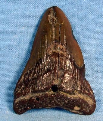 Ocean Carcharocles Megalodon SHARK TOOTH - Large Size Fossil - Sporting