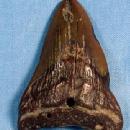 Ocean Carcharocles Megalodon SHARK TOOTH - Large Size Fossil - Sporting