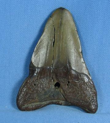 Ocean Carcharocles Megalodon SHARK TOOTH - Large Size Fossil - Sporting