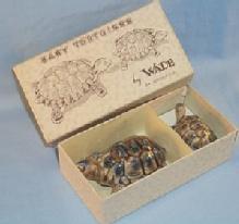 Pair of WADE Porcelain BABY TORTOISES in Original Box