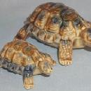 Pair of WADE Porcelain BABY TORTOISES in Original Box