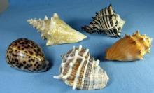 old Group of Ocean SEA SHELLS Vintage Souvenir Group