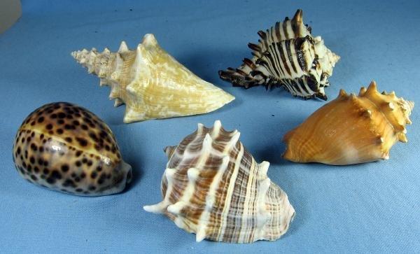 old Group of Ocean SEA SHELLS Vintage Souvenir Group