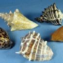 old Group of Ocean SEA SHELLS Vintage Souvenir Group