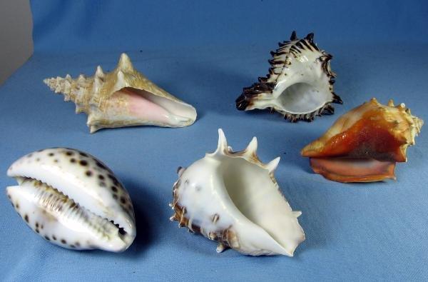 old Group of Ocean SEA SHELLS Vintage Souvenir Group