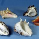 old Group of Ocean SEA SHELLS Vintage Souvenir Group
