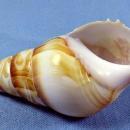 Conch Carved Sea Shell PISCES Horoscope Paperweight