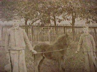 Photo: Pony and Two Young Boys - Paper
