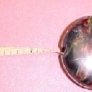 BAKELITE Tape Measure - Plastics