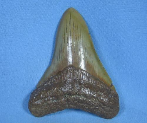 Megalodon SHARK TOOTH Artifact - HUGE Fossil - Sporting