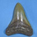 Megalodon SHARK TOOTH Artifact - HUGE Fossil - Sporting