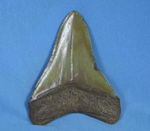Megalodon SHARK TOOTH Artifact - HUGE Fossil - Sporting