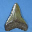 Megalodon SHARK TOOTH Artifact - HUGE Fossil - Sporting