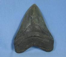 Megalodon SHARK TOOTH - HUGE Fossil - Antique Sporting