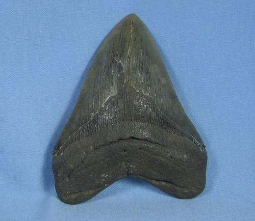 Megalodon SHARK TOOTH - HUGE Fossil - Antique Sporting