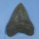 Megalodon SHARK TOOTH - HUGE Fossil - Antique Sporting