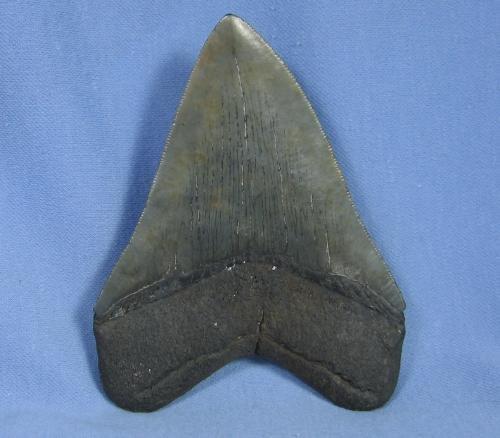 Megalodon SHARK TOOTH - HUGE Fossil - Antique Sporting