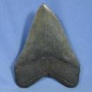 Megalodon SHARK TOOTH - HUGE Fossil - Antique Sporting