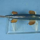 Wood FISH DECOY - Artist signed Ray Hersha - Newberry, MichiganHand Carved Sporting Lure